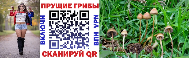 Псилоцибиновые грибы Cubensis  как найти наркотики  Шарья 